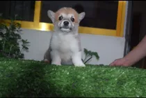 Comprar Welsh Corgi Pembroke Cachorros 