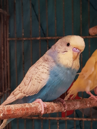Pericos Australianos