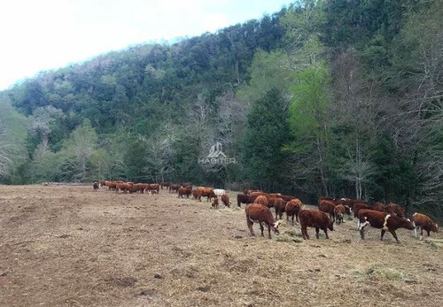 Cod34832 Agrícola Campo 122 Ha. En Venta Collipulli