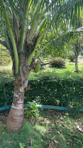 Finca Ganadera Y Agricola En Bayaguana 855t Areas Con Piscina Y Casa 1km Y Medio De La Via Principal