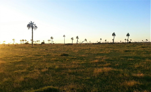 Campo Ganadero En San Luis, Rocha