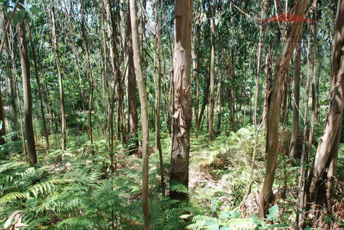 Imagem 1 de 2 de Fazenda Para Venda Em Juquitiba, Centro - Fa0002_1-1023764