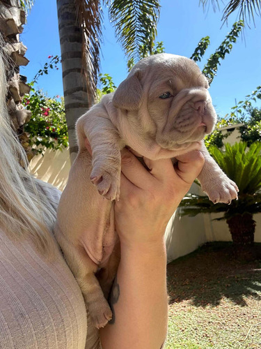 Bulldog Francés Isabellas