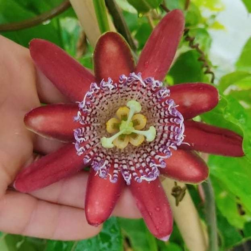 Passiflora Alata Pasionaria Planta 3l Flor Roja Greenonline 