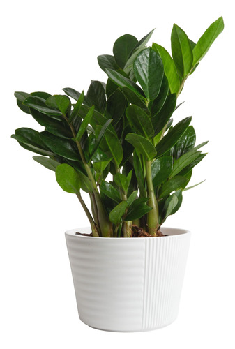 Costa Farms Zz Zamioculcas Zamiifolia, Planta De Interior, 1