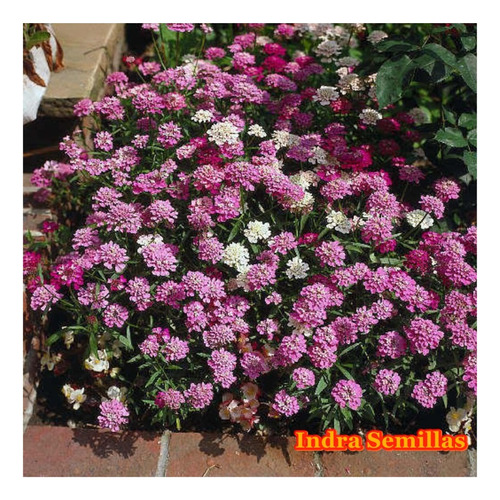 Iberis Umbrellata Mix De Colores Semillas (80)