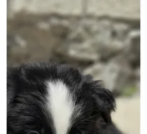 Comprar Cachorros Border Collie