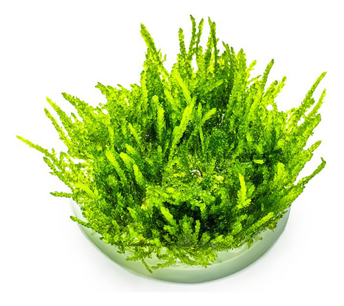 Vesicularia Ferriei Weeping Moss 003b Tc Musgo Acuario Tropi