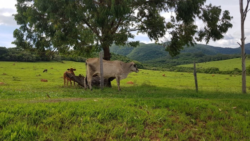 Imagem 4 de 20 de Terreno / Área Para Comprar Eloy Chaves Jundiaí - Baa982