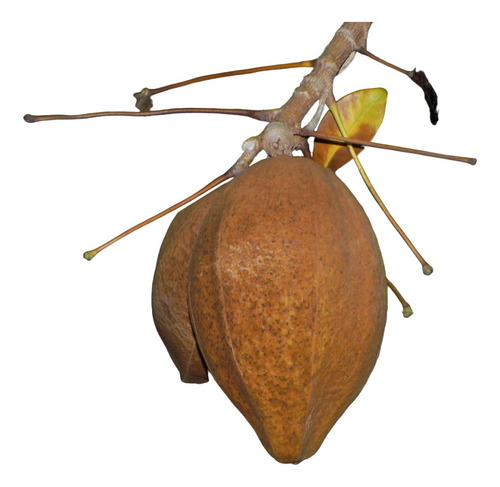 Planta Pachira Aquatica