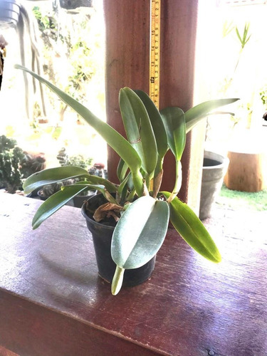 Imagem 4 de 8 de Touceira De Orquídea Cattleya 07 Bulbos Adulta Já Florindo