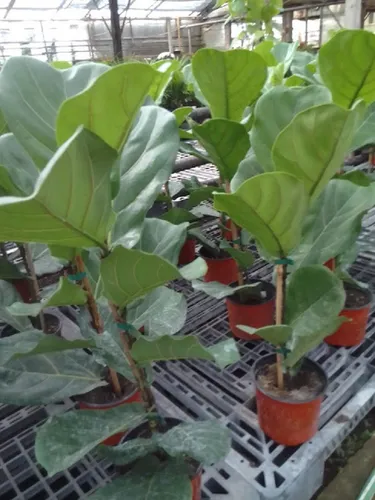 Plantas Pandurata 85/110cm Leer/consultar !!!