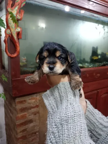 Cachorros Shorkyire