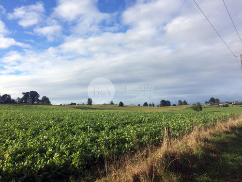 21071 - Los Laureles De Maullin En Linea Nueva
