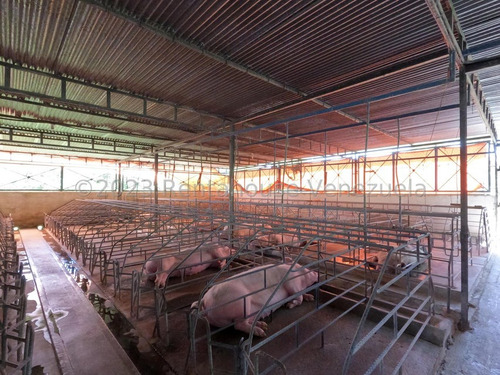 Carlos Colmenarez Vende Finca 28hec (todas Empastadas) Cercas Perimetrales 02 Cochineras; 01 Cochinera Para 150 Madres Y Capacidad De 800 Animales De Engorde 01 Cochinera Con Capacidad De 400 Animale
