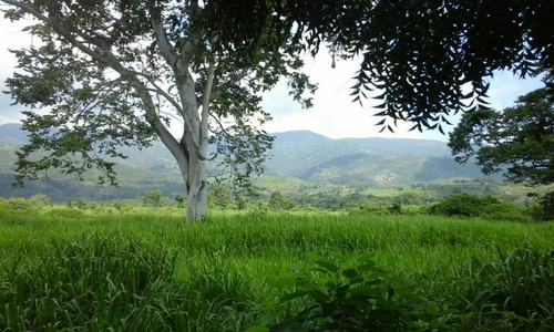 Imagen 3 de 9 de Finca En Sector Madre Vieja, Barinas
