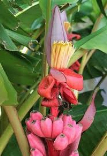 1 Muda Banana Musa Velutina Roxa Rosa Pink Vermelha Jardim
