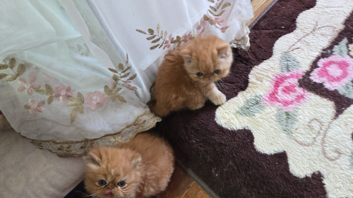 Os Dois São Lindos Filhotes De Gatos Persas