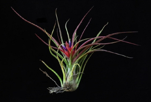 5 Mudas De Bromélia Tillandsia Aeranthos - Flor Roxa E Anil | MercadoLivre