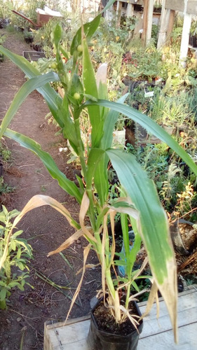 Planta De Lagrima De Job Se Usa Para Hacer Collares Cuentas