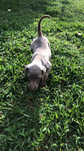 Weimaraner Criadero Imperial Pets