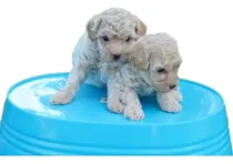 Comprar Caniche Mini  Machos  Hembras Valordereferencia