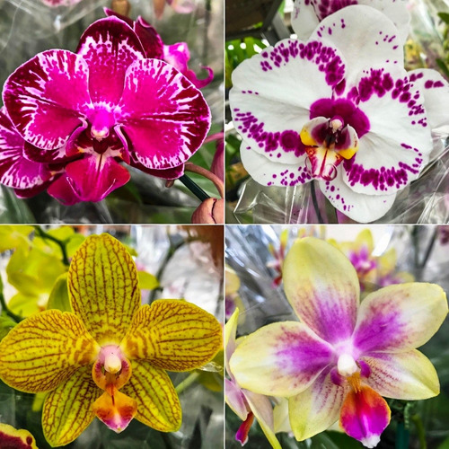 10 Mudas De Orquidea Phalaenopsis Promocao Frete Gratis | Parcelamento sem  juros