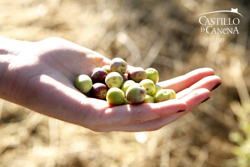 Aceite Oliva Picual Biodinámico Castillo Canena España