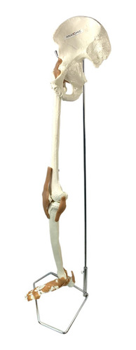 Modelo Anatômico Esqueleto Membro Inferior Articulação Femur