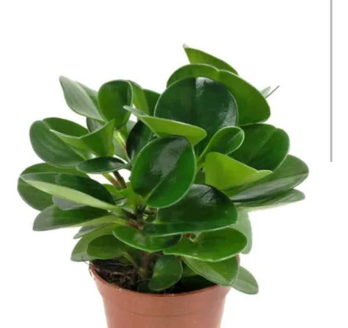 Peperomia Obtusifolia Maceta N°12