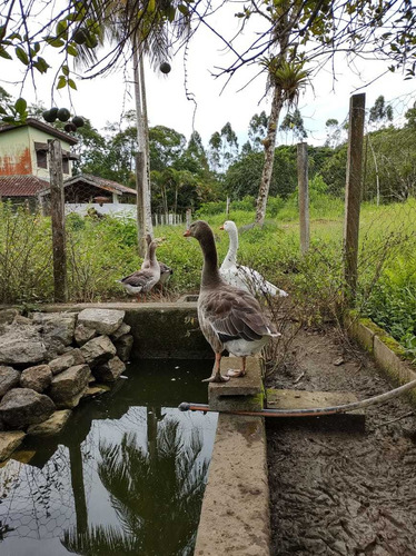 Chácaras Em Venda Em Jacupiranga, 2 Banheiros Fundo Rio