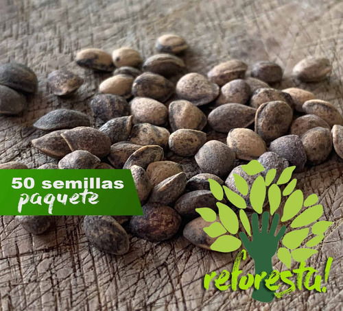 Semillas De Ocote (pinus Montezumae) - Paquete De 50