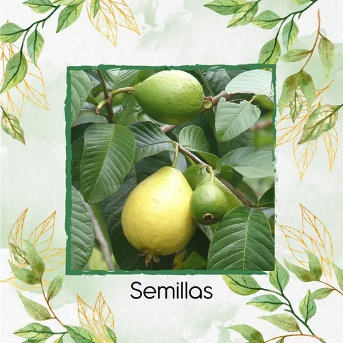 1.950 Semillas De Árbol Guayaba Roja