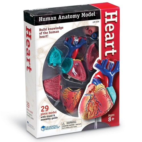 Modelo Corazón Humano Anatomía Figura Juego Didáctico 29 Pzs