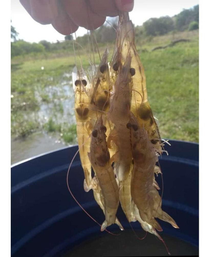 Imagem 6 de 7 de Curso Online De Criação De Camarão E Peixes Pequenos Espaços