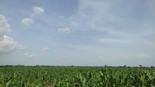Imagen 5 de 8 de Venta De Espectacular Finca Productiva En Guárico - Inmobiliaria Maggi 1246