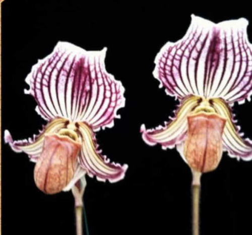 Imagen 2 de 10 de Orquídeas Paphiopedilums O Zapatitos
