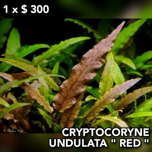 Cryptocoryne Undulata Red Planta Natural Acuario Plantado.