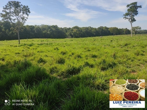 Fazenda À Venda Em Duere - To - De 60 Alqueirões (pecuária) - 1584