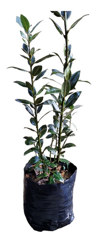 3 Plantas De Especias Clavo Laurel Castilla Laurel De La Sie