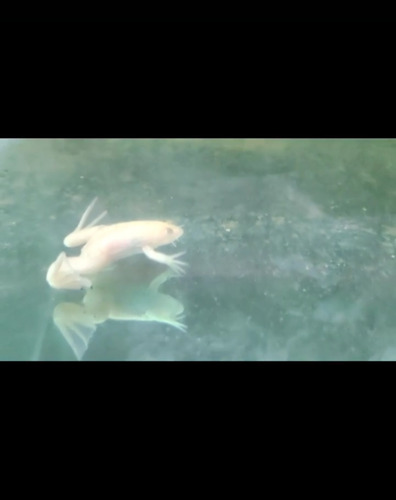 Rana Albina---xenopus Blanco (Usado)