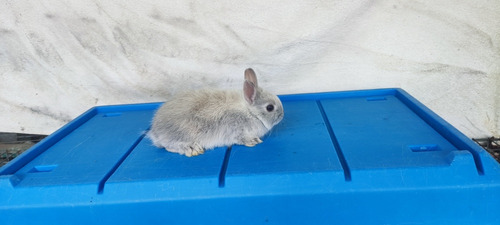 Hermoso Conejo Enano