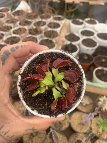 Imagen 3 de 4 de Dionaea Muscípula