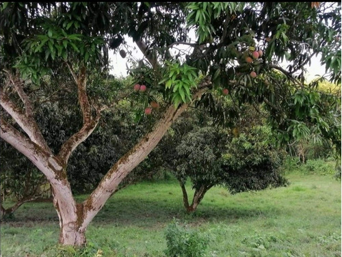 Venta De  Lotes Campestres En Viotá, Documentos Al Día..