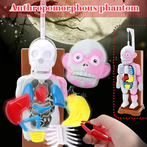Juguete Infantil Modelo De Cuerpo Humano Human Organ Anatomi