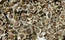 Comprar Semillas De Moringa Recien Cosechadas!!!