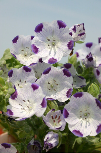 30 Semillas De Nemophila Five Spots - Flor Cinco Puntos