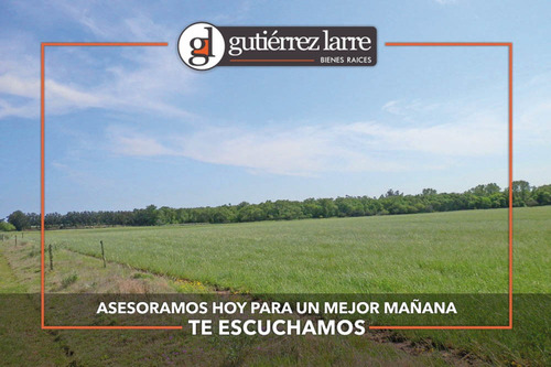 Campo 235 Ha, Rincón Del Pino, Precio Conveniente!