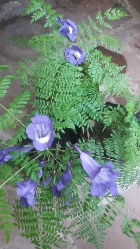 Semillas Arbol Jacaranda