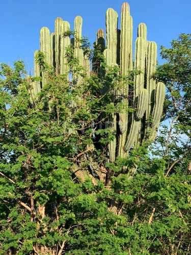 Habitacional Renta Predio Rústico Xacamixtlaco Higuerón Jojutla, Morelos
